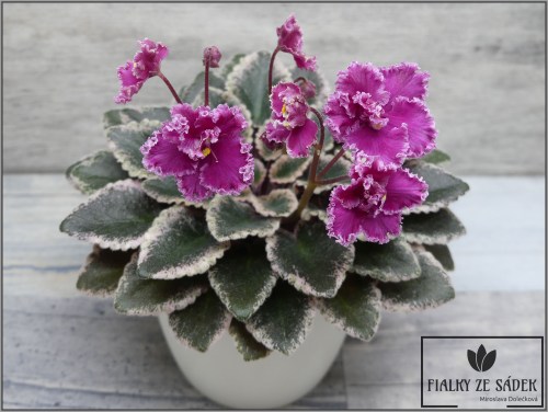 Jolly Frills
